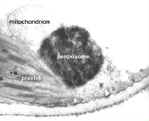 peroxysomeandplastid.jpg