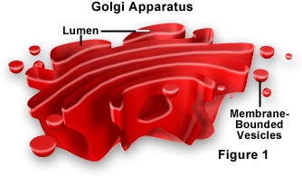 golgi1.jpg